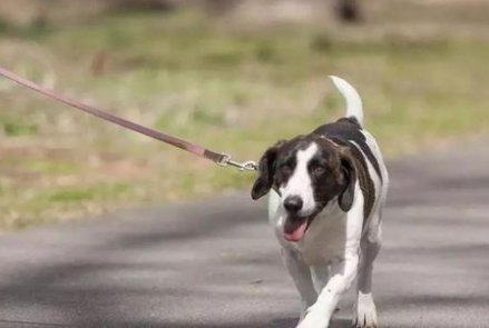 男子遛狗不拴绳被罚款2500元，遛狗不拴绳会导致什么后果？