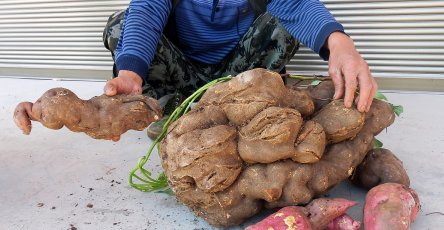 红薯保鲜库储存方法