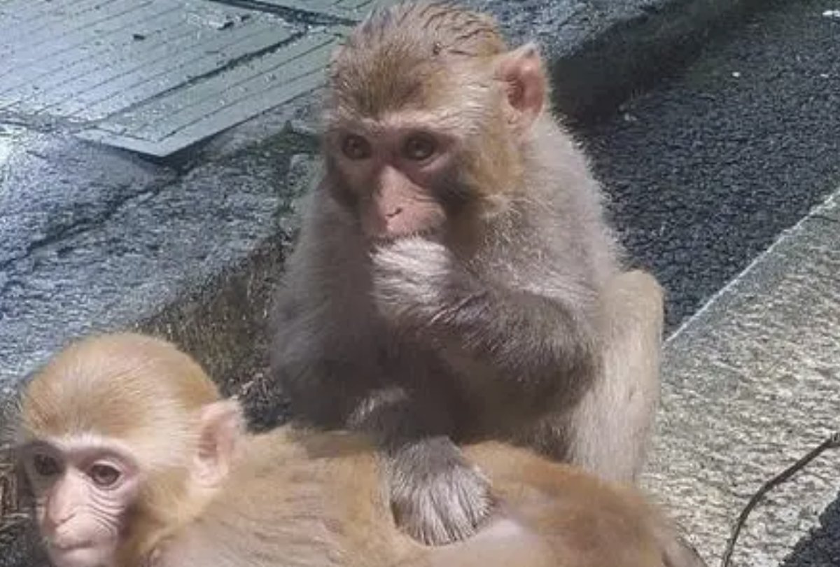 家风败坏猜一生肖