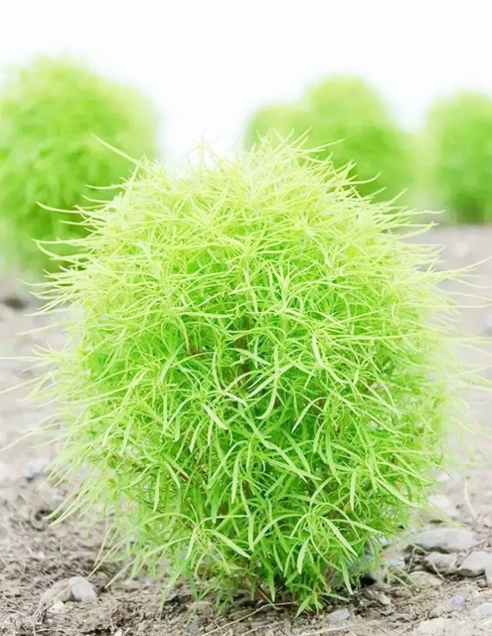 木地肤的生长特性