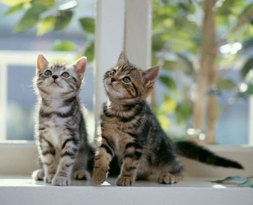 无锡男子深夜街头虐猫暴力踩踏，你认为动物保护该不该入法？