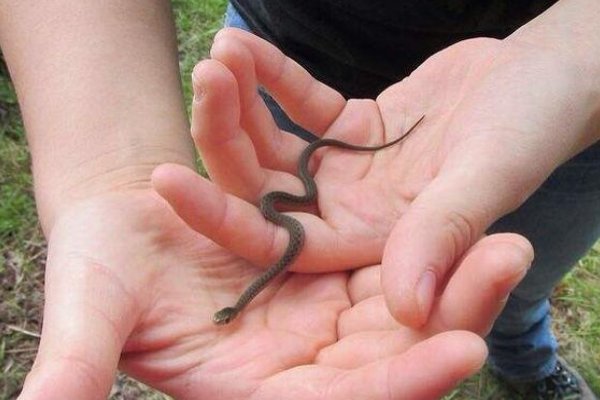 孤掌难鸣指什么动物