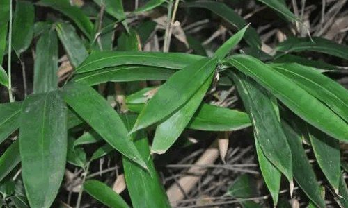 熊猫最爱吃的10种食物