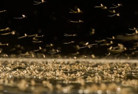 湖南益阳大桥现飞虫铺天盖地,这是什么虫子?对人体有何危害?