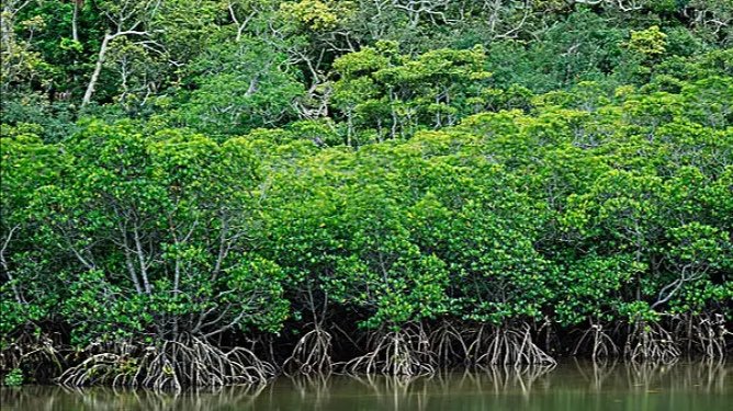 广西北海红树林大片消失，大树是如何消失的？