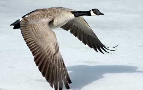 Canada goose是什么意思