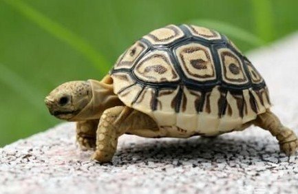 乌龟每小时爬行多少米