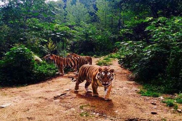 山东野生动物园的玻璃，被老虎拍碎，玻璃碎裂是否与天气也有一定的关系？