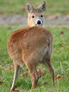网曝二级保护动物獐被活体取奶，究竟是怎么回事？