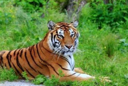 东北虎拍碎车窗亲历者发声：真的很害怕，她目睹了什么？