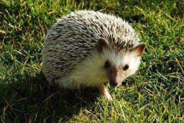 蚂蚁的天敌有哪些昆虫