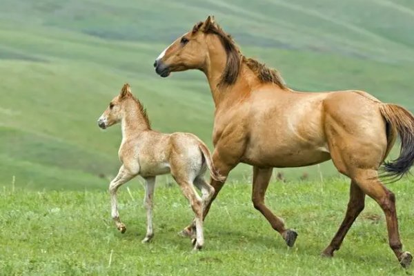 屹然挺立打一准生肖