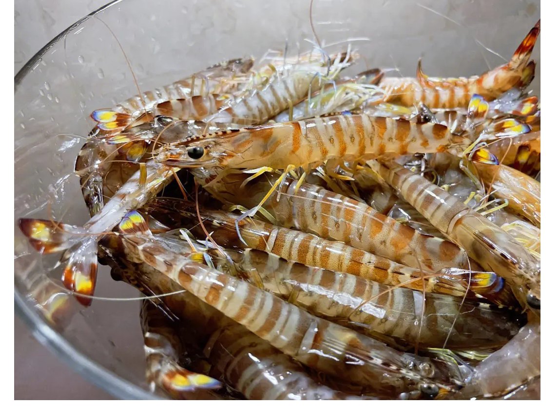 小鸡宝宝考考你,基围虾得名主要是