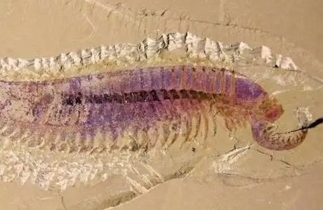 中国学者发现5亿多年前四不像动物，这个动物长什么样子？