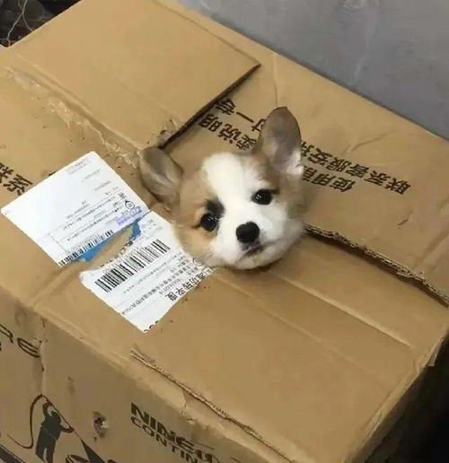 江苏一转运点出现大量宠物死亡事件，圆通对此有何回应？