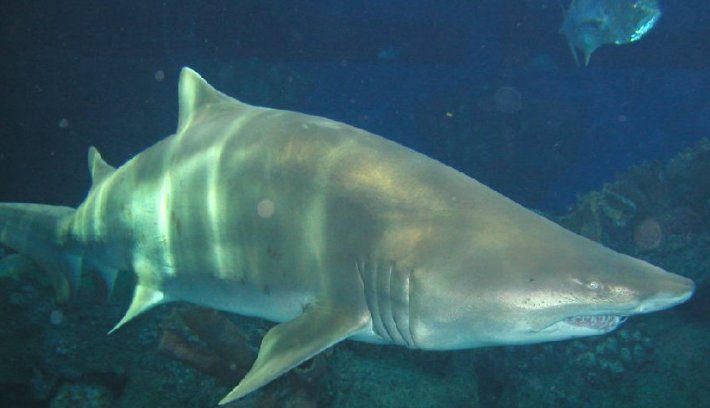 世界上最漂亮的鲨鱼是哪个品种的？它长什么样子？