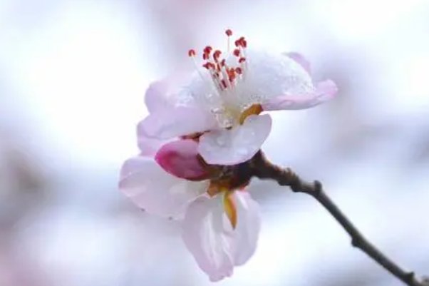 三月挑花雪的美句