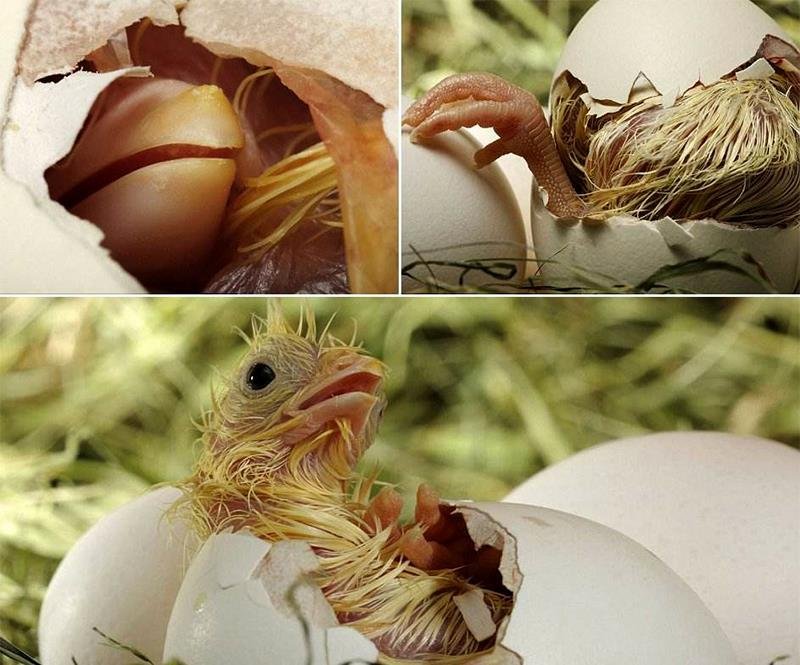 家禽刚出壳就能活动，鸟类为何需要抚育一段时间？