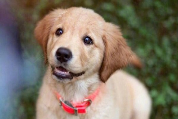 牵狗女孩父亲发声，出狱后离婚，女儿偷东西管不住？