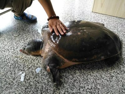 百年巨鳖夜晚上岸被活捉，鳖的出现意味着什么？