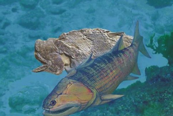 中国科学家发现4.1亿年前鸭吻鱼类，从照片来看它的样子有多蠢萌？