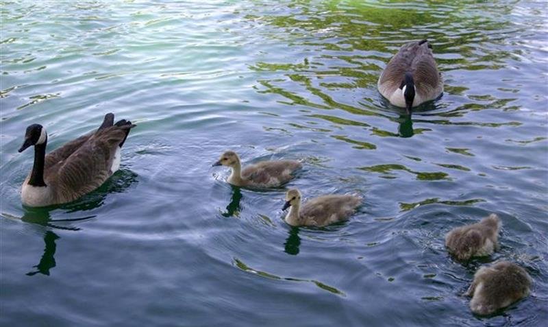 家禽刚出壳就能活动，鸟类为何需要抚育一段时间？