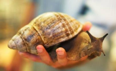 雨后有时会看到不少蜗牛爬到水泥墙上,是在吃墙补钙还是晾干身体?