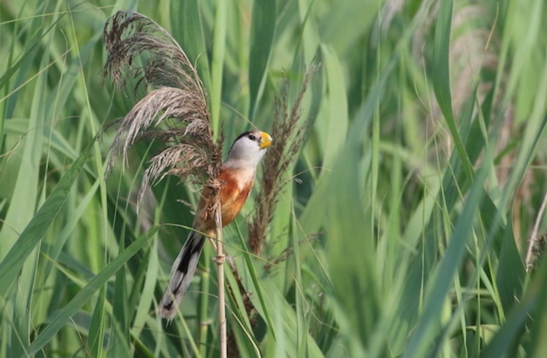 河北武强发现震旦鸦雀，它属于国家几级保护动物？