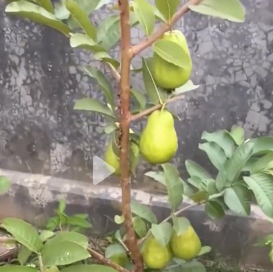 男子种出番石榴发视频炫耀后傻眼，一转眼水果就全没了，究竟是谁干的？
