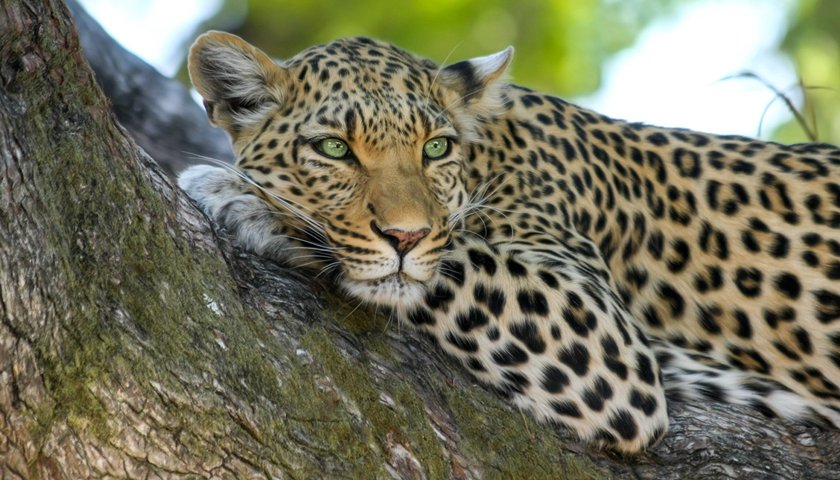 杭州“瞒豹案”一审宣判，此案中涉及了哪些法律问题？