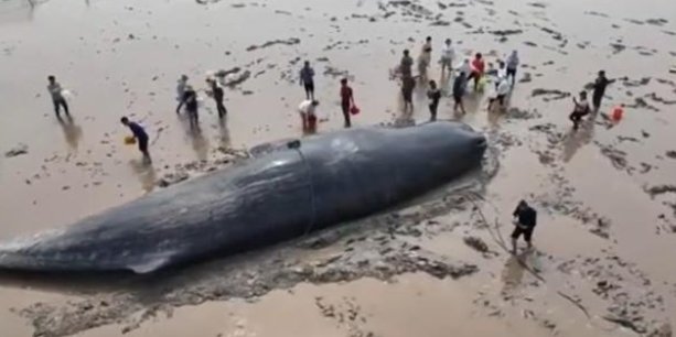 超10米长的鲸鱼在浙江海域搁浅,有关部门采取了哪些措施?