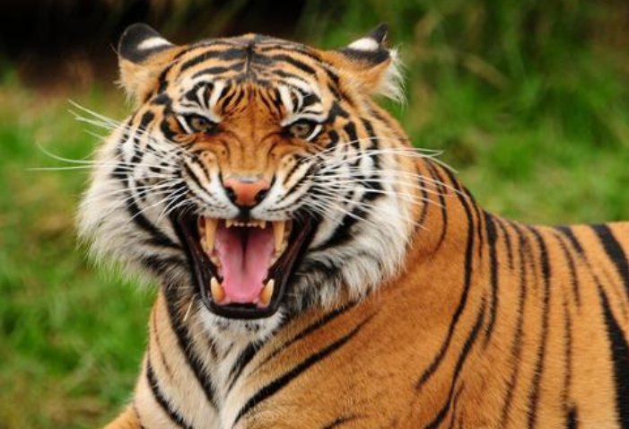 东北虎拍碎车窗亲历者发声：真的很害怕，她目睹了什么？