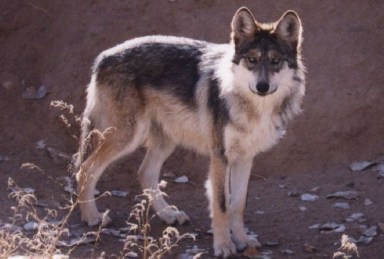 十大最强狼王排名