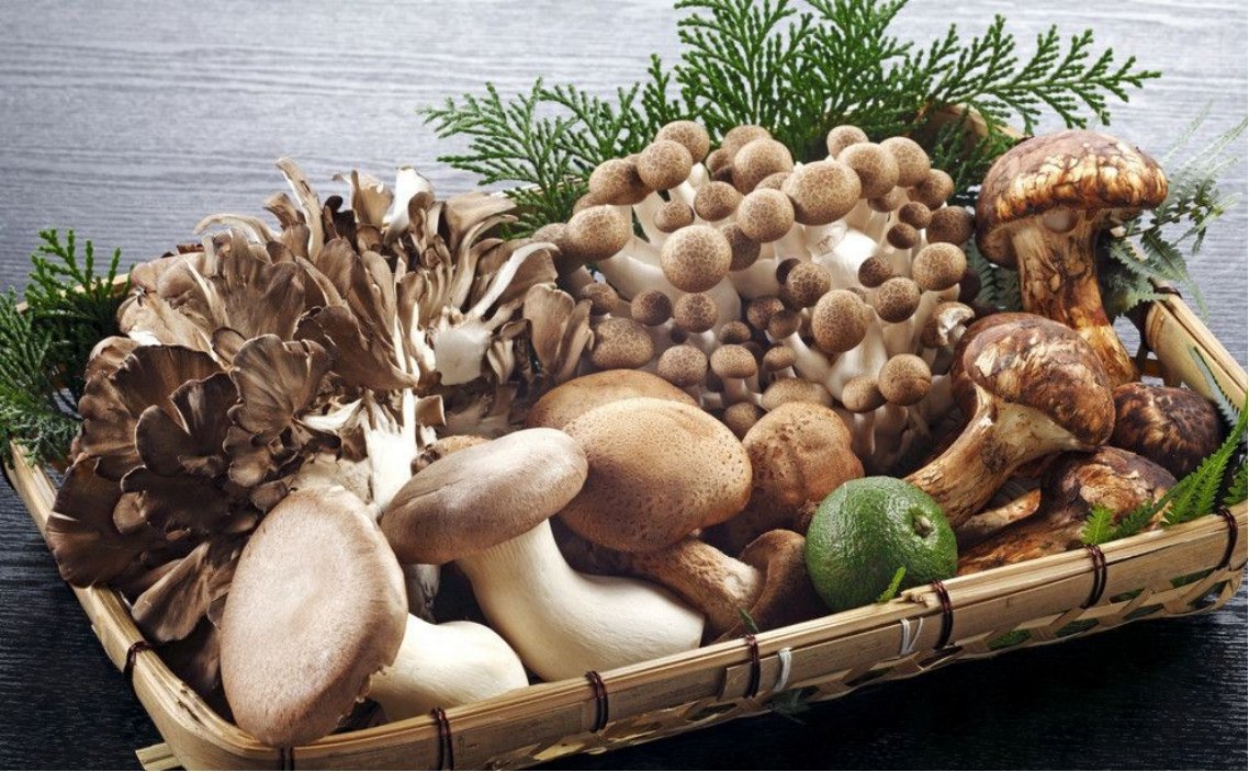 云南一蓝莓地一夜之间长出了百斤茶树菇，茶树菇为何长的如此之快？