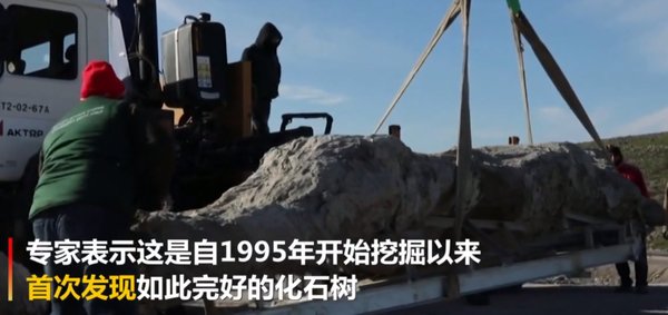 希腊发现2000万年前化石树，树根是如何保持完整的？