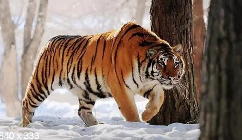 吉林男子路遇东北虎隔车窗与人对视，为何大型野生动物会频频出现在生活区？