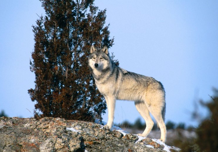 十大最强狼王排名