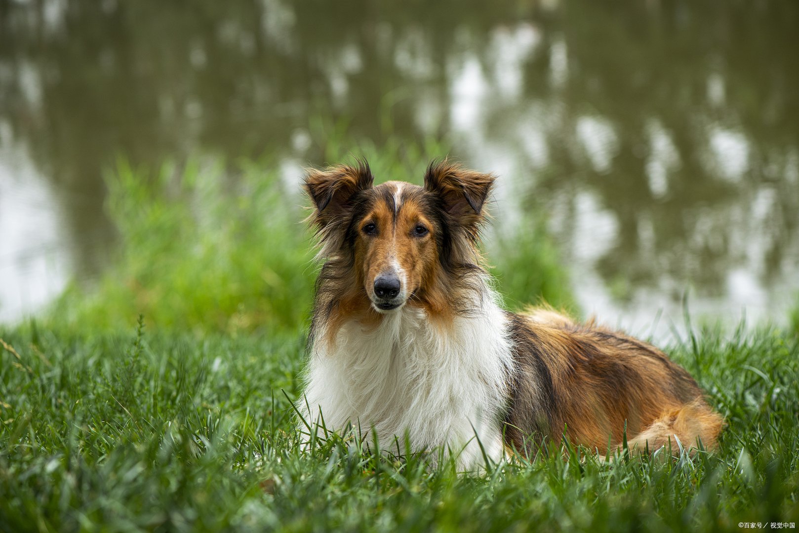 家养苏格兰牧羊犬吃什么好？什么才叫正确饮食？