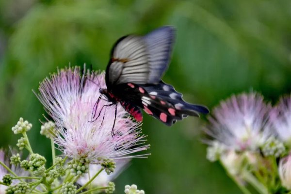 蝴蝶翅膀上的粉末是什么作用