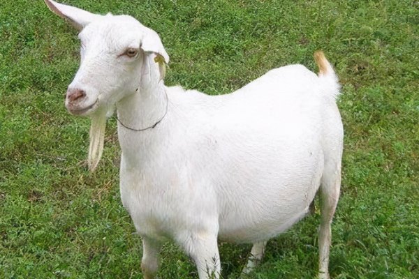 闷声不响打一生肖动物