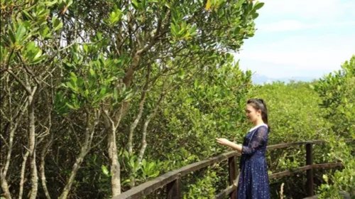 广西北海红树林大片消失，大树是如何消失的？