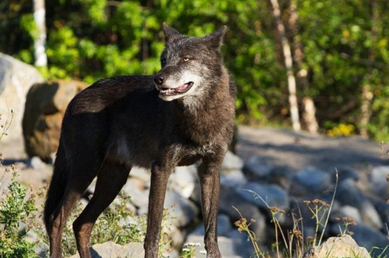 十大最强狼王排名