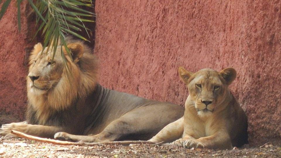 印度一动物园8头狮子确诊新冠,它们是如何被感染的?