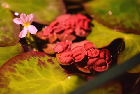 满江红在自然界中是什么