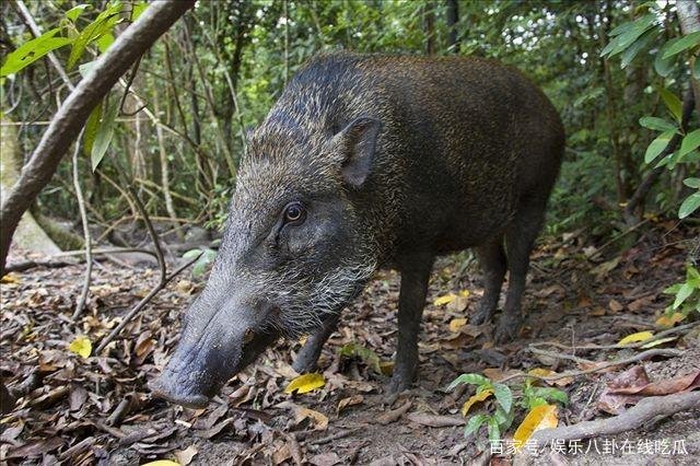 陕西某驾校为什么会出现狗和野猪大作战？野猪是怎么到驾校的？