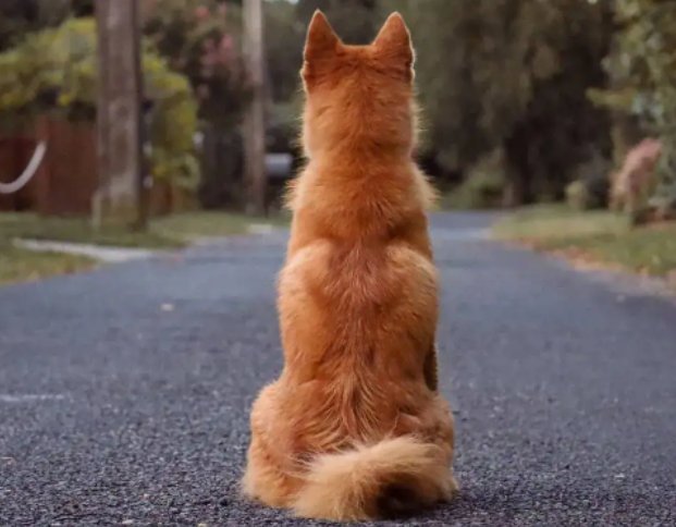 狗吃骨头卡住了怎么办