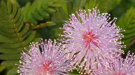 向性运动和感性运动的区别是什么?