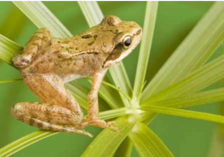 小蝌蚪为什么找不到妈妈?