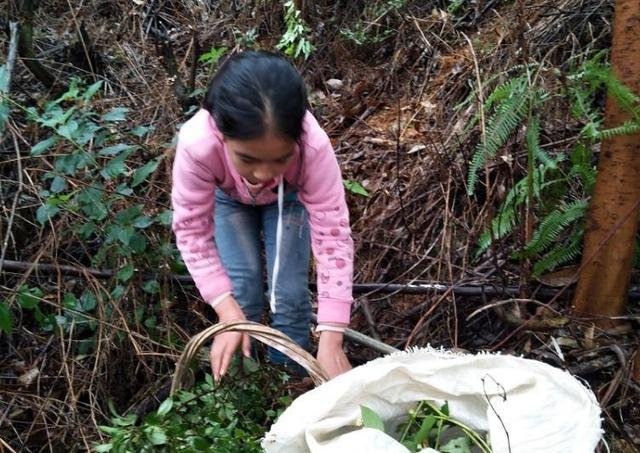 广西一女孩上山采药失踪3天,最终是如何获救的?