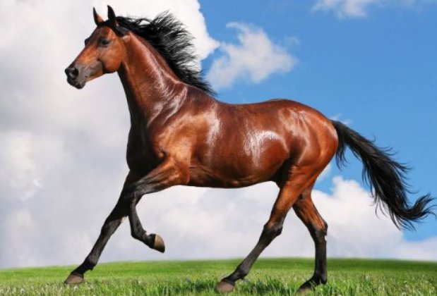 鱼跃鸟飞解一生肖